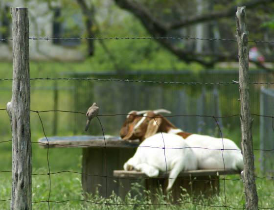 birdwatching.jpg