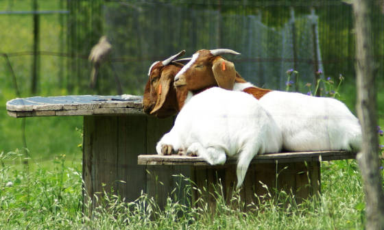 goatsspool.jpg